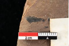 Foto (Detailansicht) von Xylomites drymejae Ettingshausen (NHMW-GEO-2024-0188-0068)